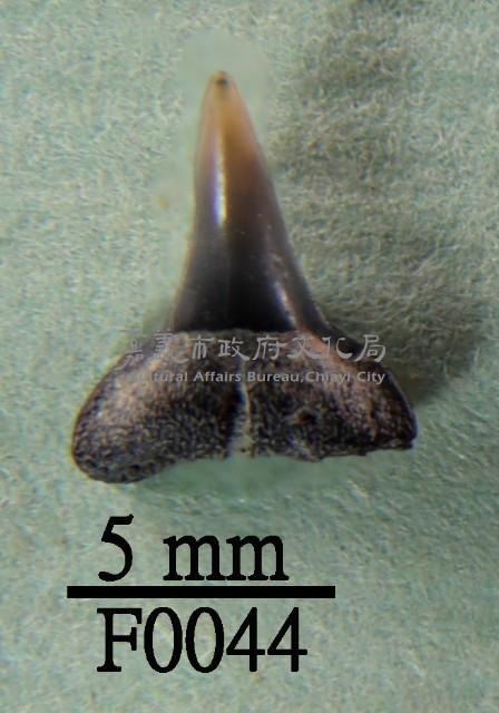 鯊魚下顎齒藏品圖，第1張