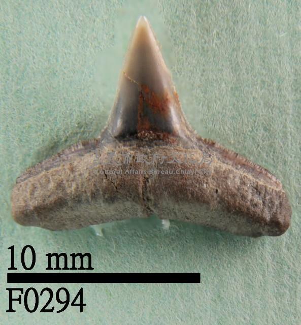 長鰭真鯊下顎齒藏品圖，第1張