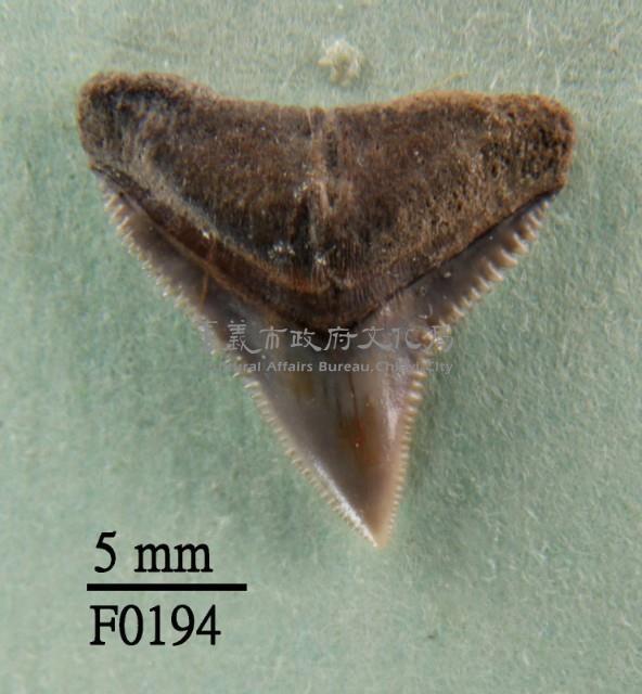 長鰭真鯊上顎齒藏品圖，第1張