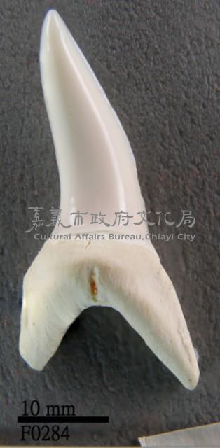 馬口鯊下顎齒藏品圖，第1張