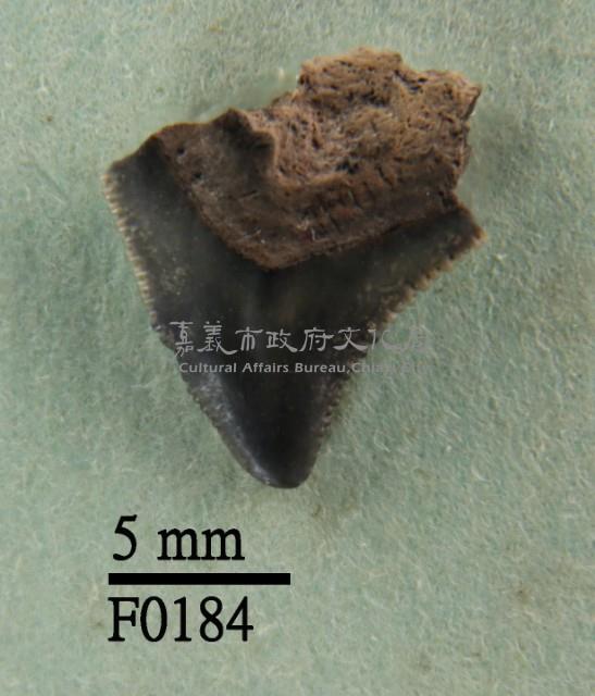 灰色真鯊上顎齒藏品圖，第1張