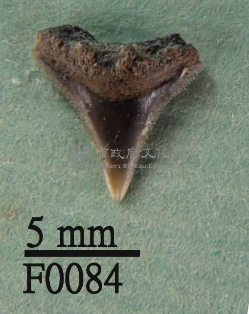 沙洲鯊上顎齒藏品圖，第1張