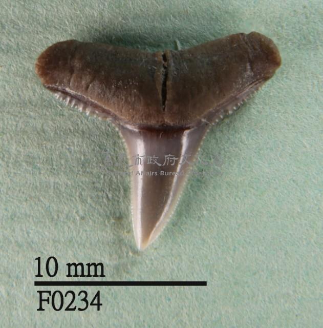 黑邊鰭真鯊上顎齒藏品圖，第1張