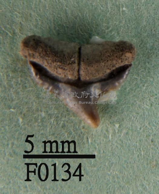 大鼻真鯊上顎齒藏品圖，第1張