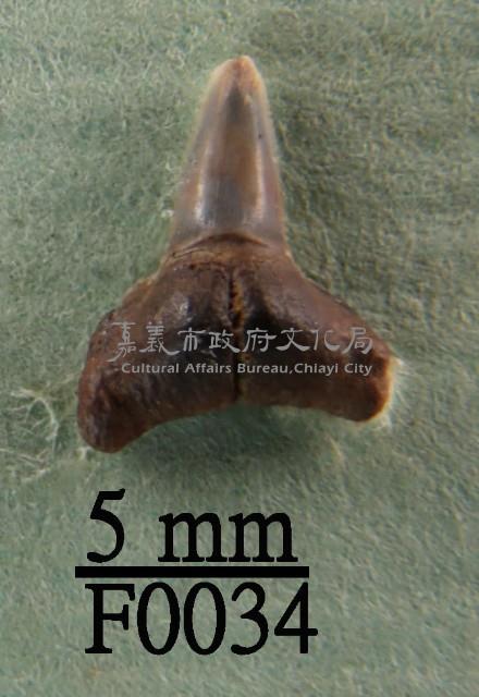 鯊魚(齒)藏品圖，第1張