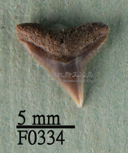 白邊真鯊上顎齒藏品圖，第1張