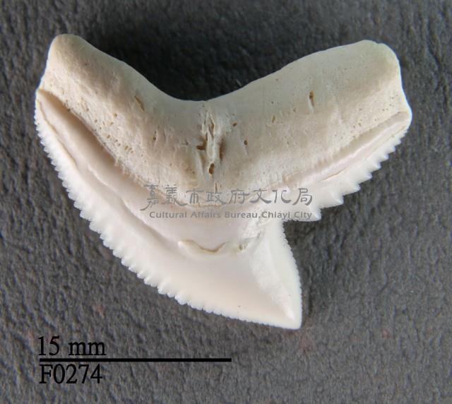 鼬鯊上顎齒藏品圖，第1張