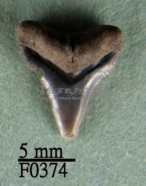 沙洲鯊上顎齒藏品圖，第1張