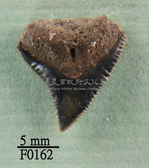 公牛鯊上顎齒藏品圖，第1張