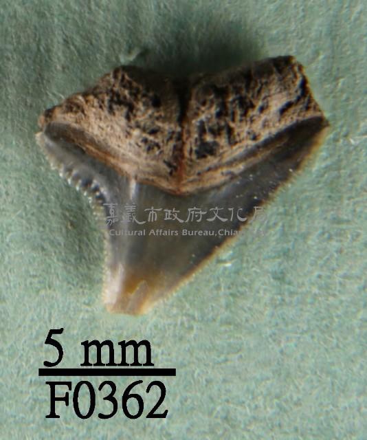 公牛鯊上顎齒藏品圖，第1張