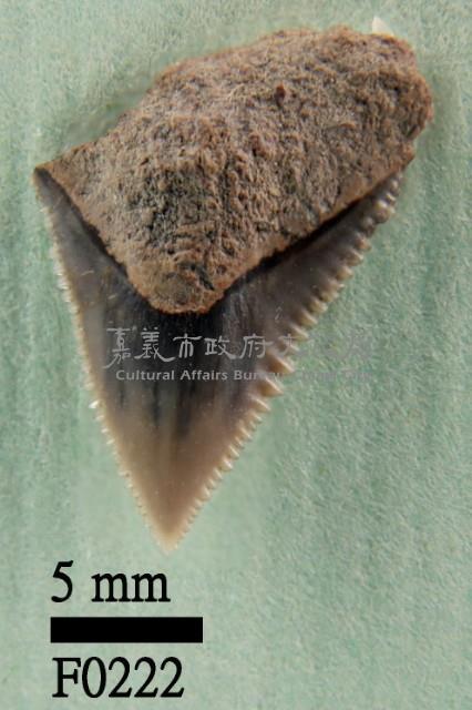 公牛鯊上顎齒藏品圖，第1張