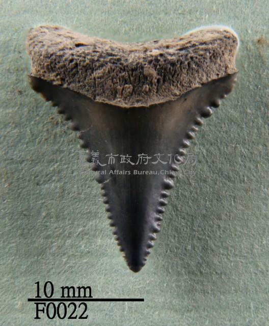 大白鯊下顎齒藏品圖，第1張