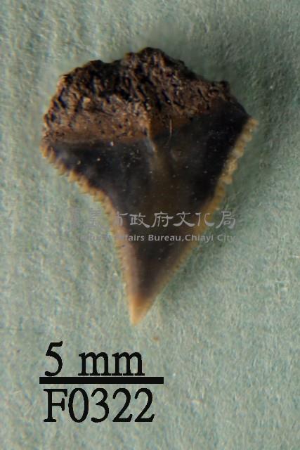 大鼻真鯊上顎齒藏品圖，第1張