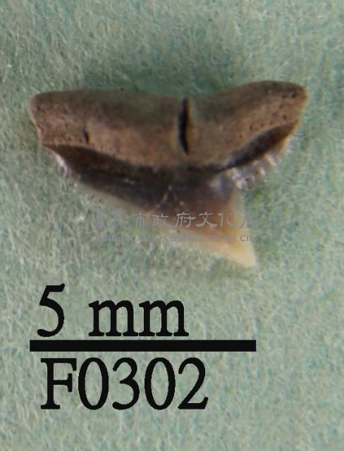 鉛灰真鯊上顎齒藏品圖，第1張