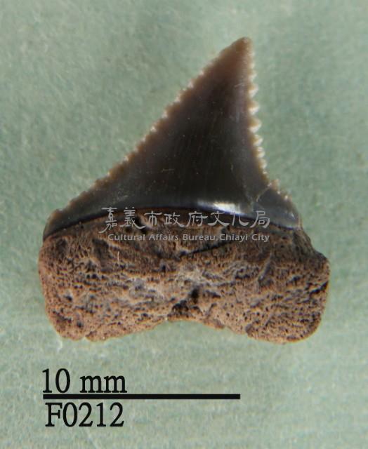 大白鯊下顎齒藏品圖，第1張