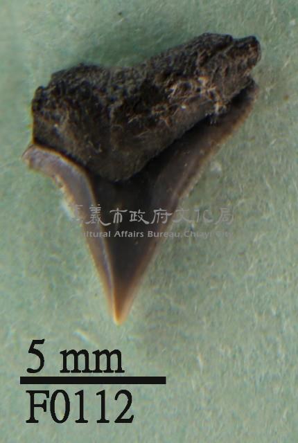 沙洲鯊上顎齒藏品圖，第1張