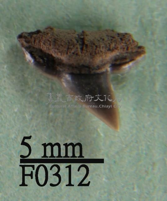 路氏雙髻鯊牙齒藏品圖，第1張