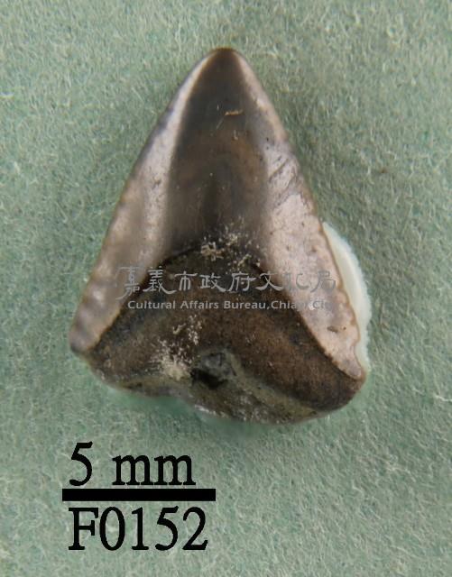 鯊魚(齒)藏品圖，第1張