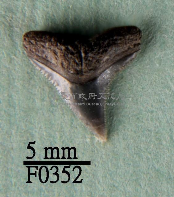 鉛灰真鯊上顎齒藏品圖，第1張