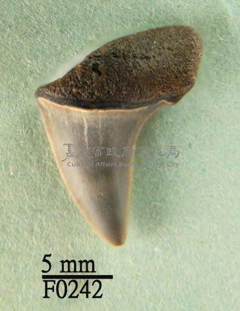 尖吻鯖鯊上顎齒藏品圖，第1張