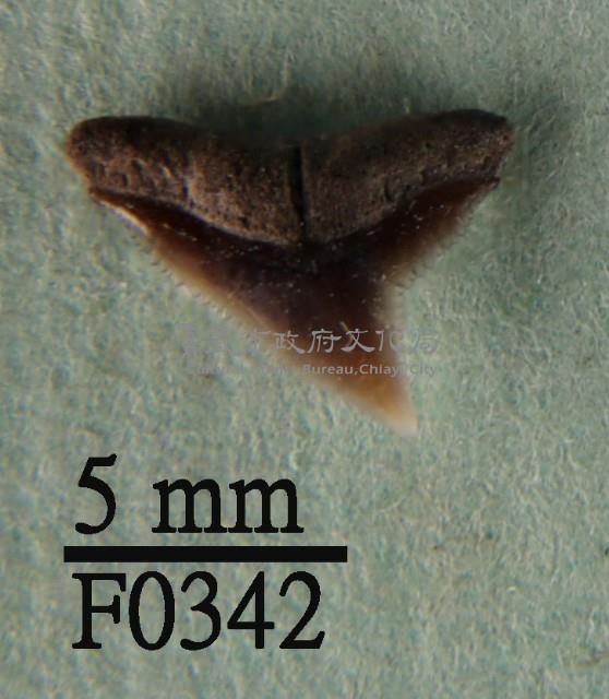 公牛鯊上顎齒藏品圖，第1張