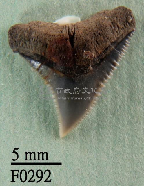 鉛灰真鯊上顎齒藏品圖，第1張