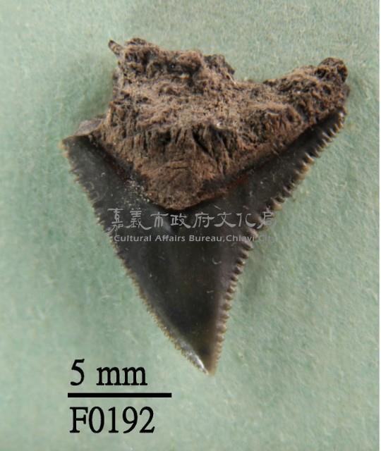 公牛鯊上顎齒藏品圖，第1張