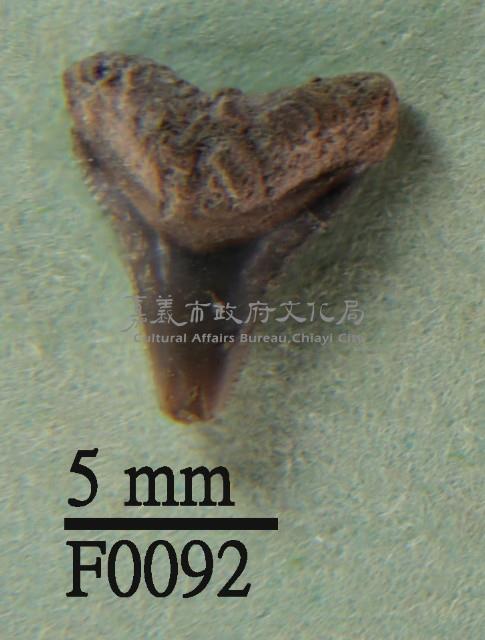 沙洲鯊上顎齒藏品圖，第1張