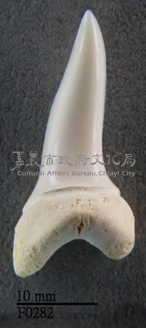 馬口鯊下顎齒藏品圖，第1張