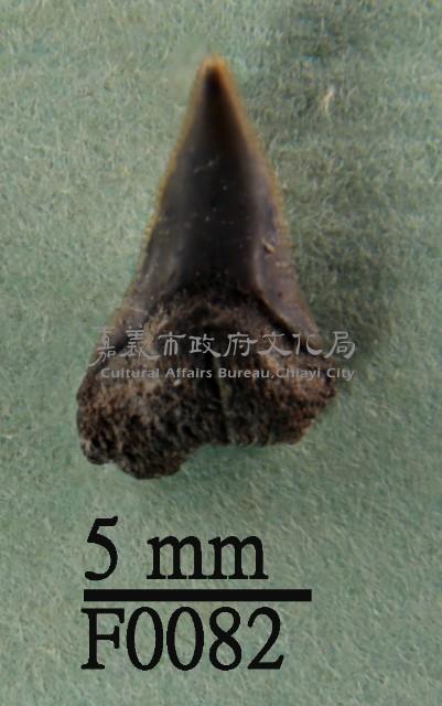 公牛鯊下顎齒藏品圖，第1張