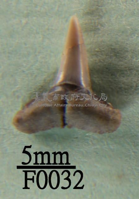 鯊魚(齒)藏品圖，第1張