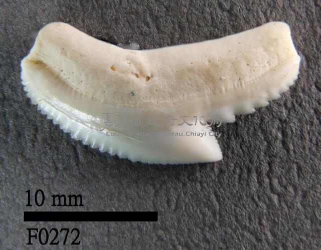 虎鯊上顎齒藏品圖，第1張