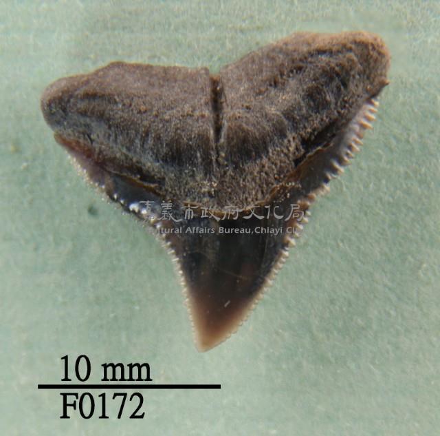 公牛鯊上顎齒藏品圖，第1張