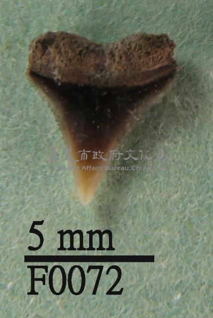 沙洲鯊上顎齒藏品圖，第1張