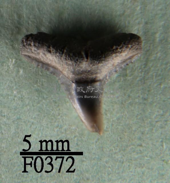 黑邊鰭真鯊上顎齒藏品圖，第1張