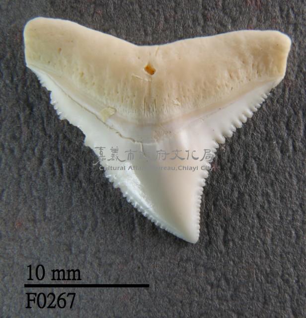 公牛鯊上顎齒藏品圖，第1張