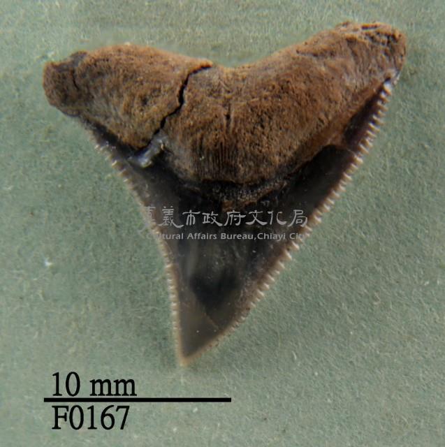 公牛鯊上顎齒藏品圖，第1張