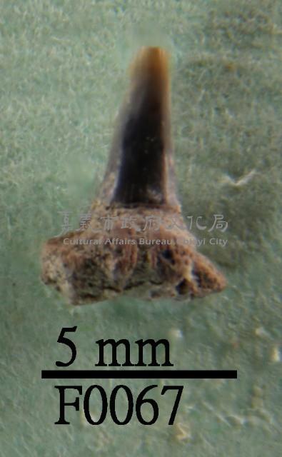 鯊魚下顎齒藏品圖，第1張