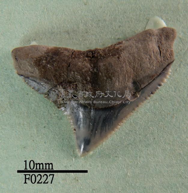 公牛鯊上顎齒藏品圖，第1張