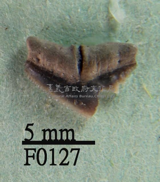 杜氏真鯊上顎齒藏品圖，第1張