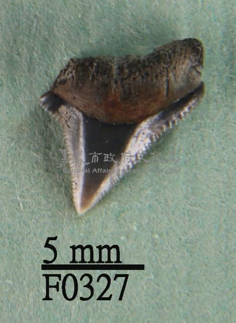 沙洲鯊上顎齒藏品圖，第1張