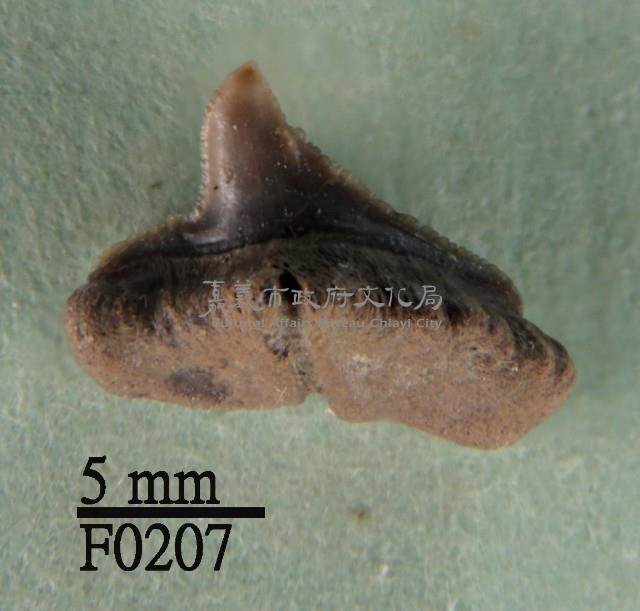 斜鋸齒鯊下顎齒藏品圖，第1張