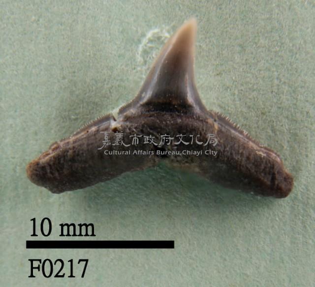 黑邊鰭真鯊下顎齒藏品圖，第1張