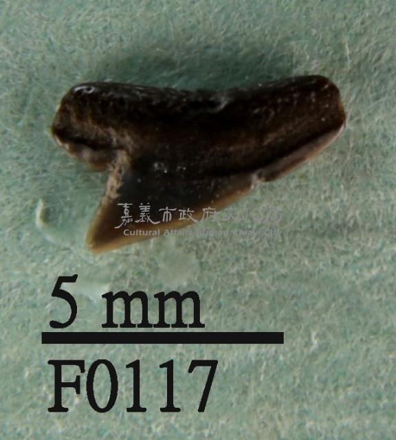 沙拉真鯊上顎齒藏品圖，第1張