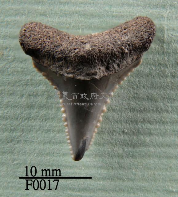 大白鯊下顎齒藏品圖，第1張