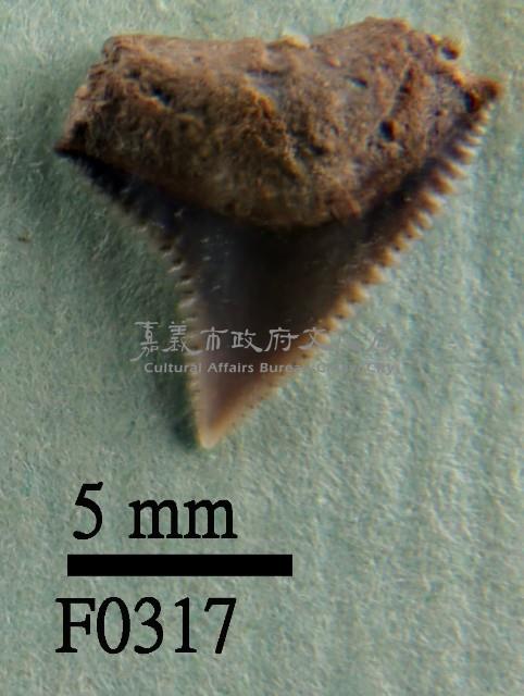 公牛鯊上顎齒藏品圖，第1張