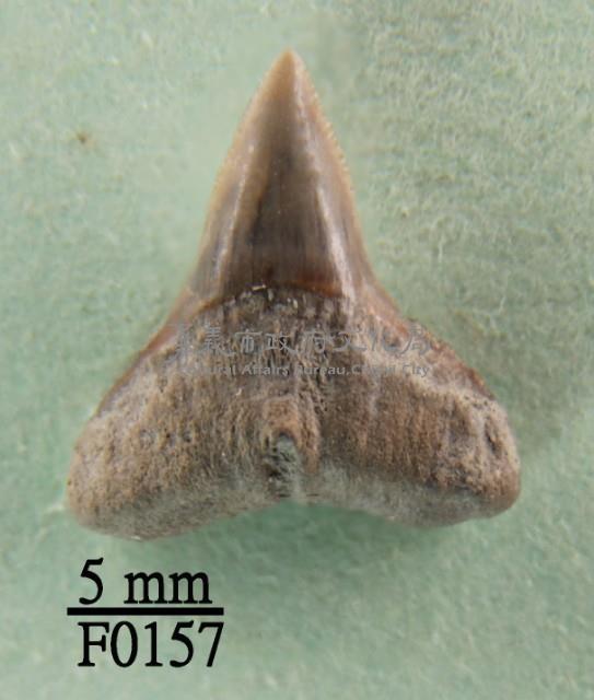 公牛鯊下顎齒藏品圖，第1張