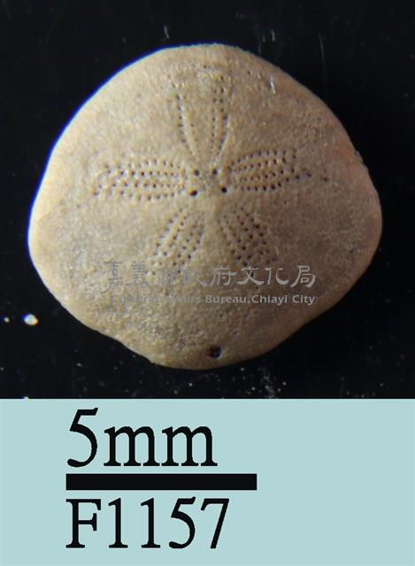 小海膽藏品圖，第1張