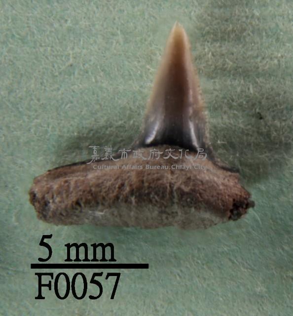 公牛鯊下顎齒藏品圖，第1張