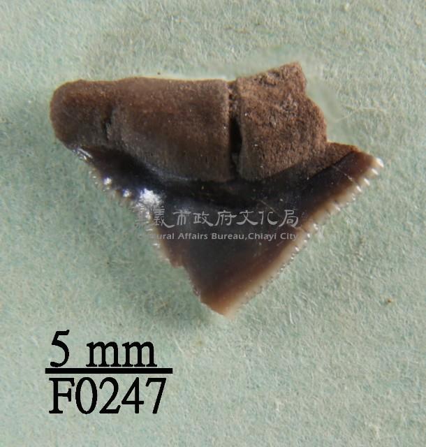 鯊魚上顎齒藏品圖，第1張